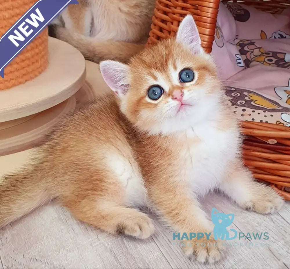 Twix British Shorthair male black golden shaded live animals
