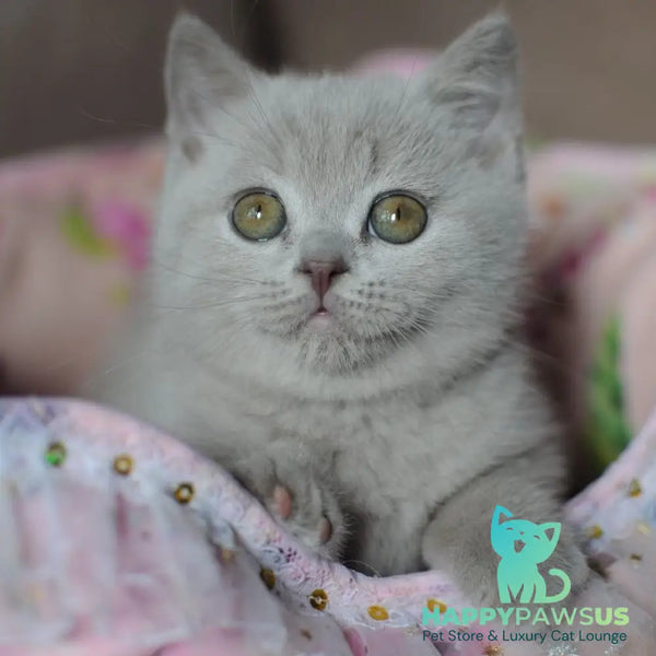Twix British Shorthair male lilac - live animals