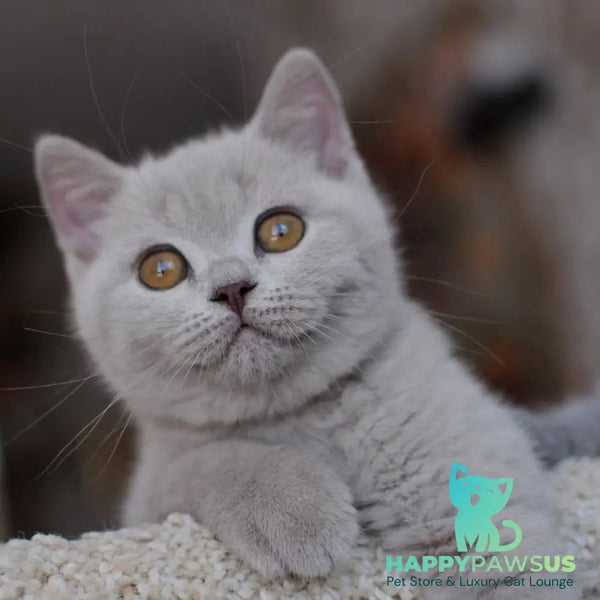Twix British Shorthair male lilac - live animals