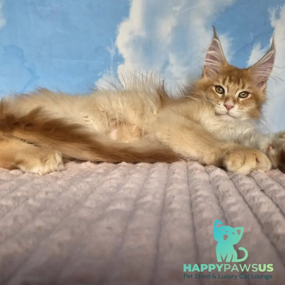 Twix Maine Coon male red ticked tabby - live animals