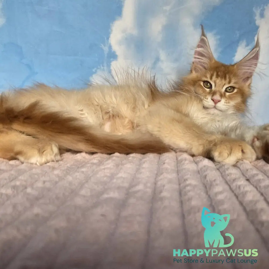 Twix Maine Coon male red ticked tabby - live animals