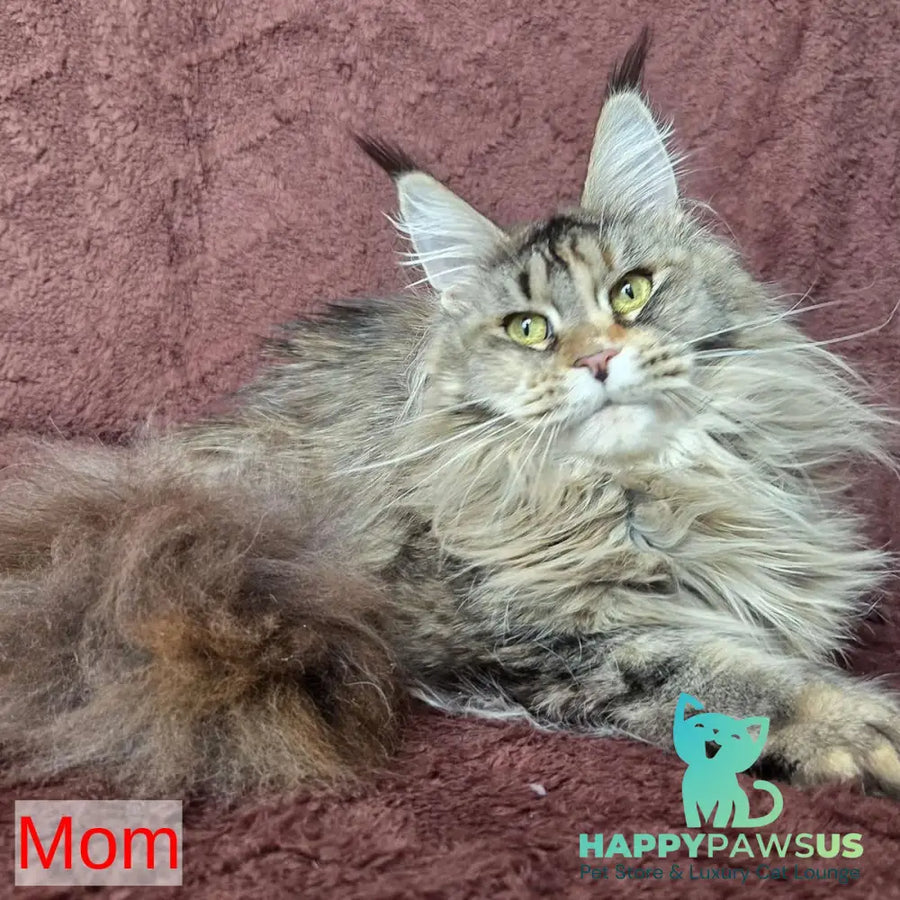 Twix Maine Coon male red ticked tabby - live animals