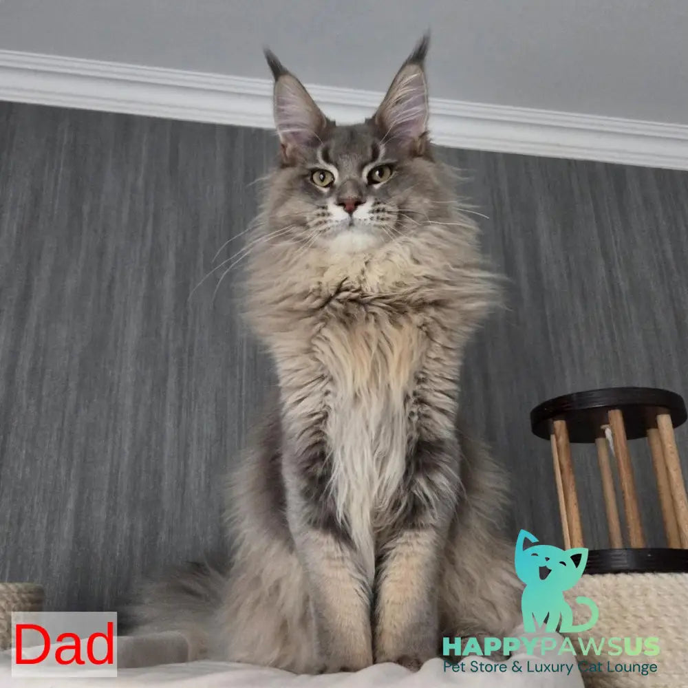 Twix Maine Coon male red ticked tabby - live animals