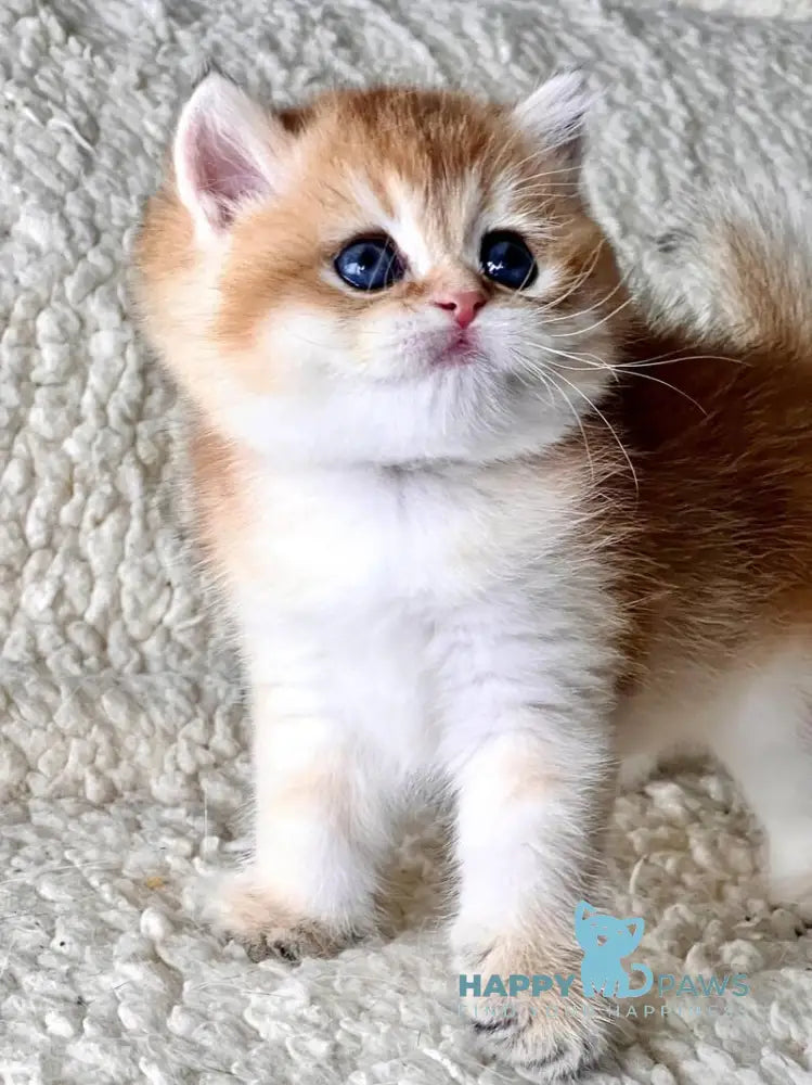 Tyema British Shorthair male black golden shaded live animals
