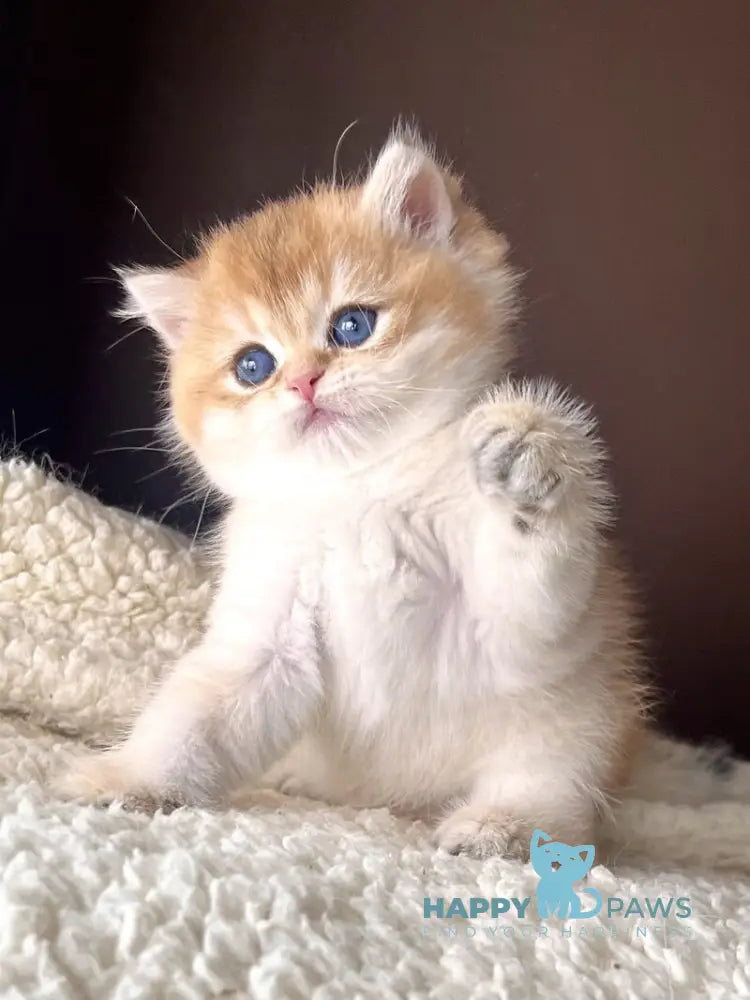Tyema British Shorthair male black golden shaded live animals