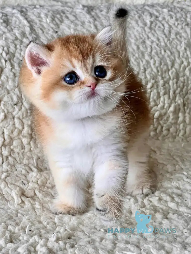 Tyema British Shorthair male black golden shaded live animals