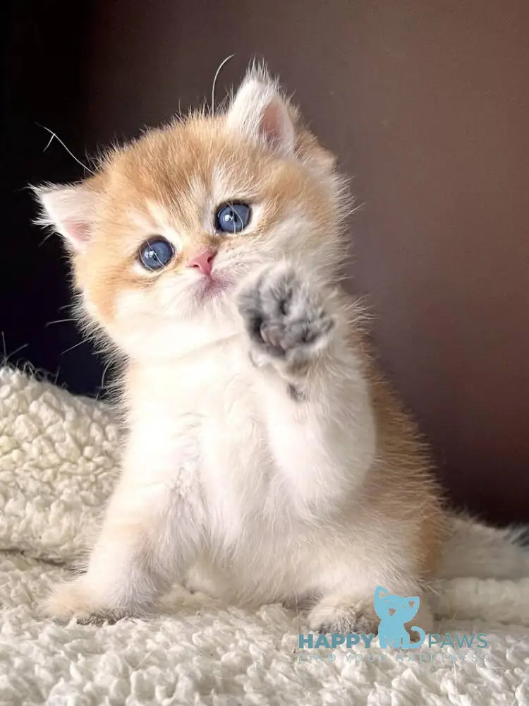 Tyema British Shorthair male black golden shaded live animals