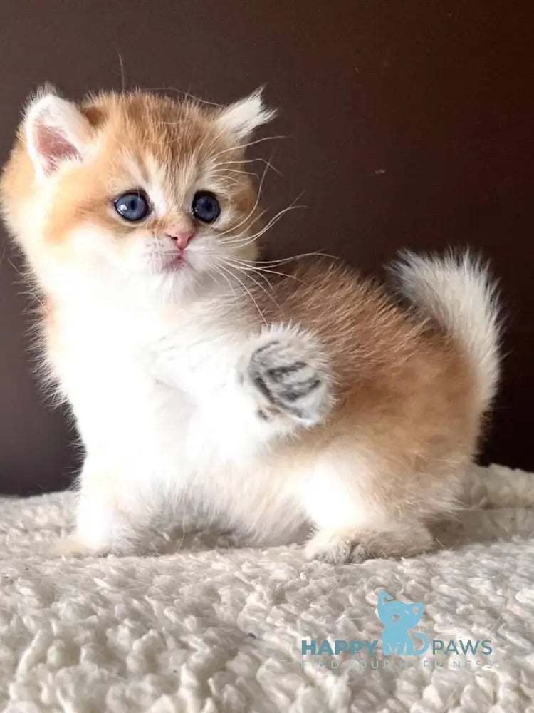 Tyema British Shorthair male black golden shaded live animals