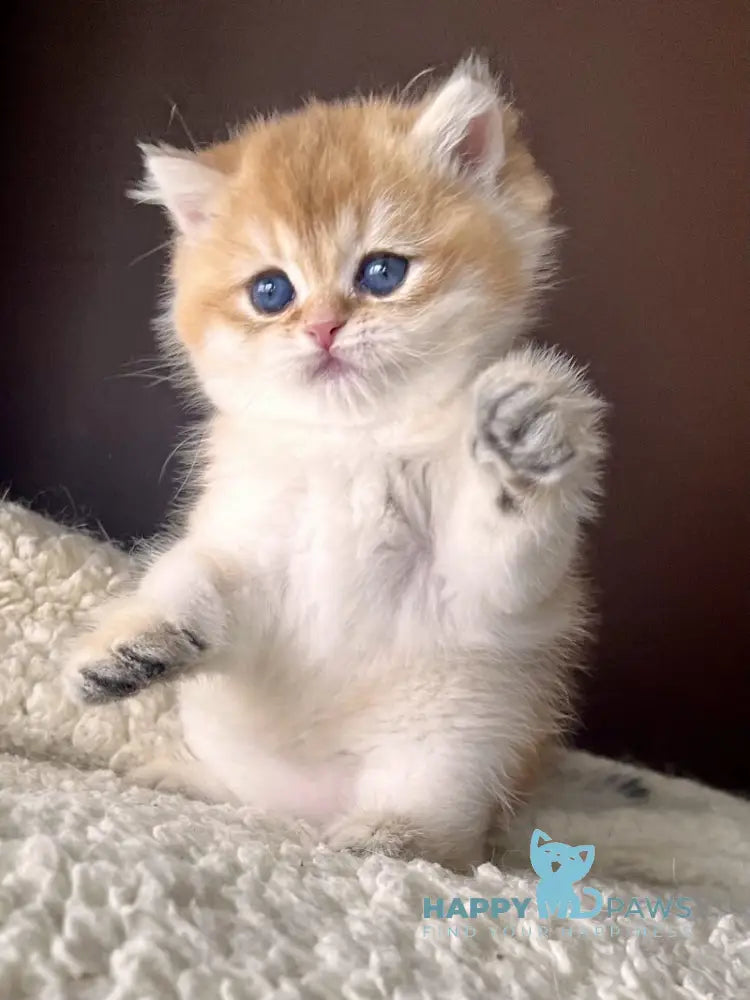 Tyema British Shorthair male black golden shaded live animals