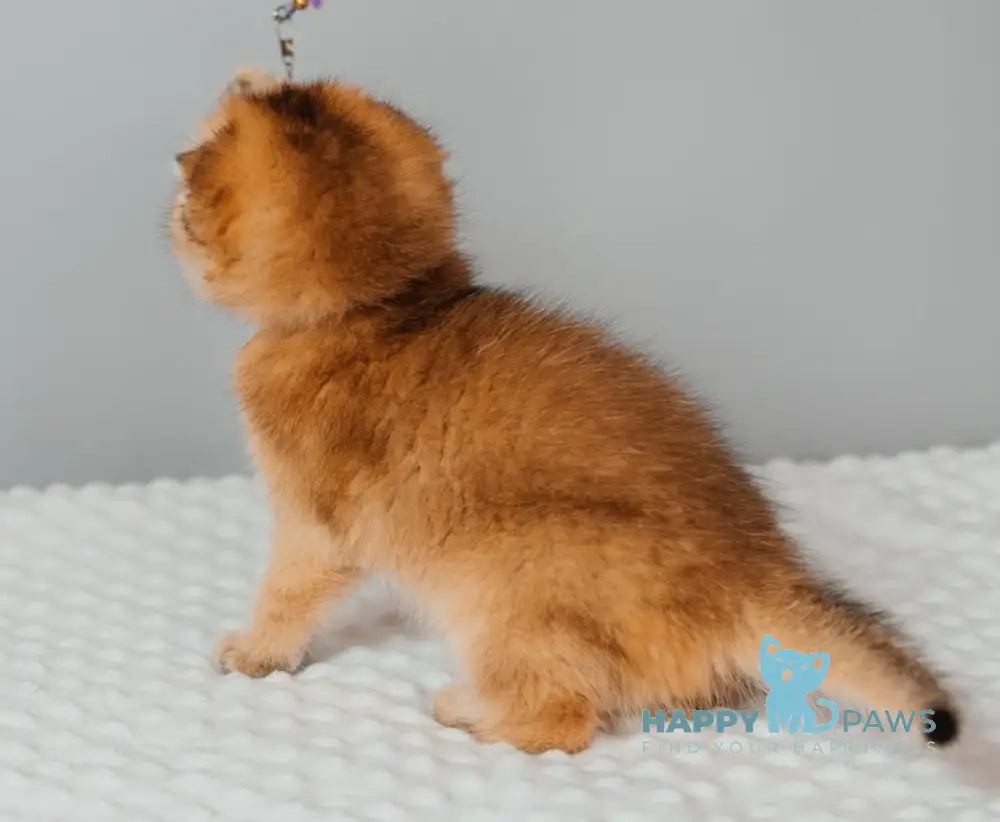 Tymoty Scottish Fold male black golden ticked tabby live animals