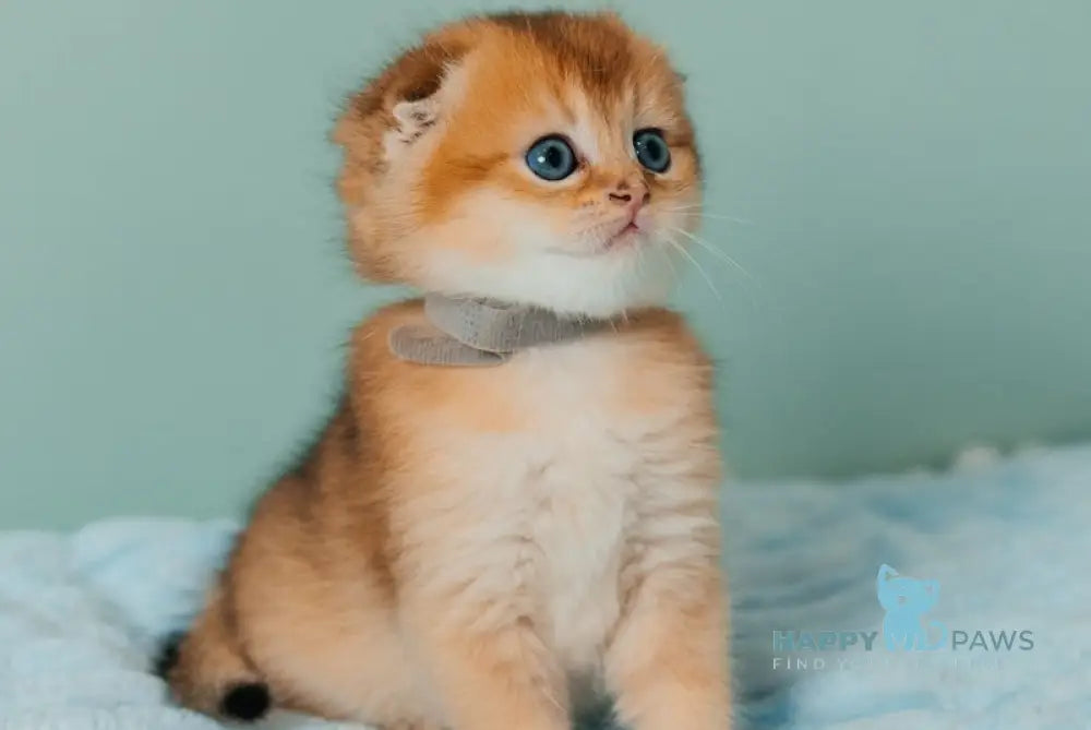 Tymoty Scottish Fold male black golden ticked tabby live animals