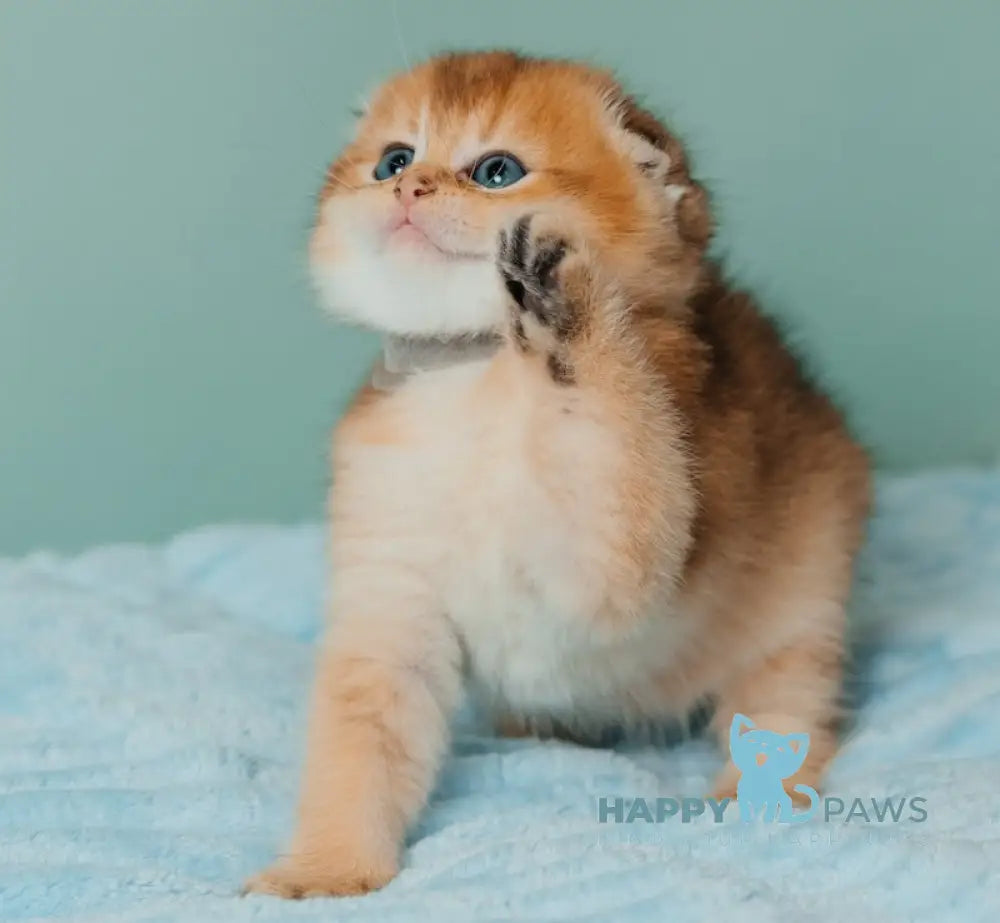 Tymoty Scottish Fold male black golden ticked tabby live animals