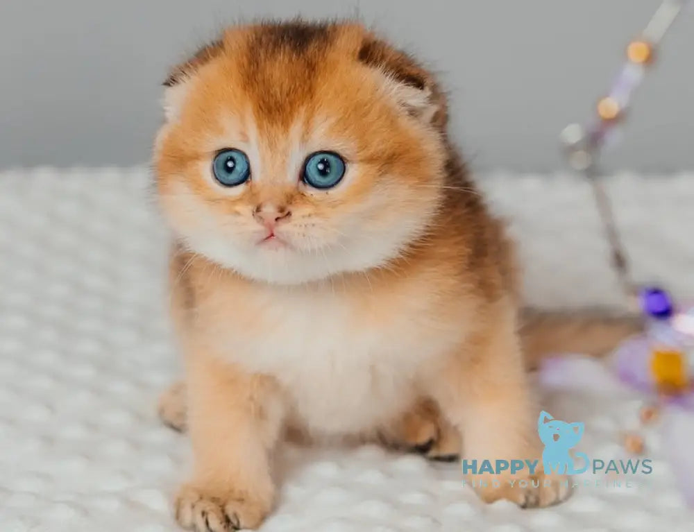 Tymoty Scottish Fold male black golden ticked tabby live animals