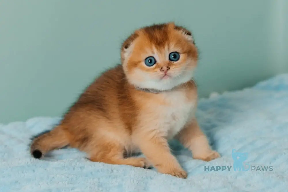Tymoty Scottish Fold male black golden ticked tabby live animals