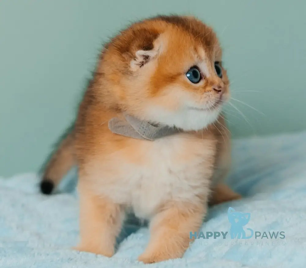 Tymoty Scottish Fold male black golden ticked tabby live animals