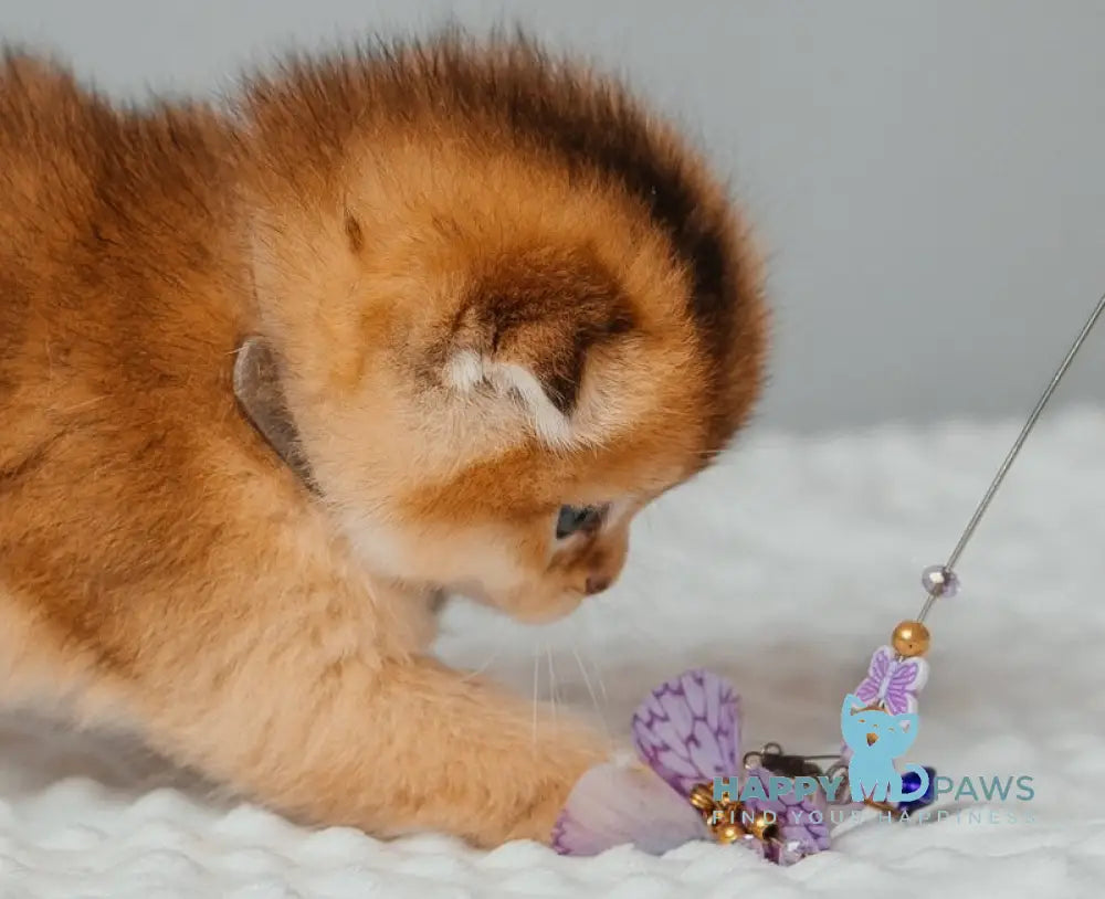 Tymoty Scottish Fold male black golden ticked tabby live animals