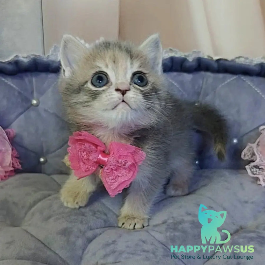 Tyra British Shorthair female blue tortie - live animals