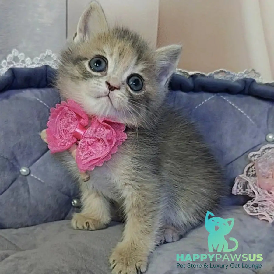 Tyra British Shorthair female blue tortie - live animals