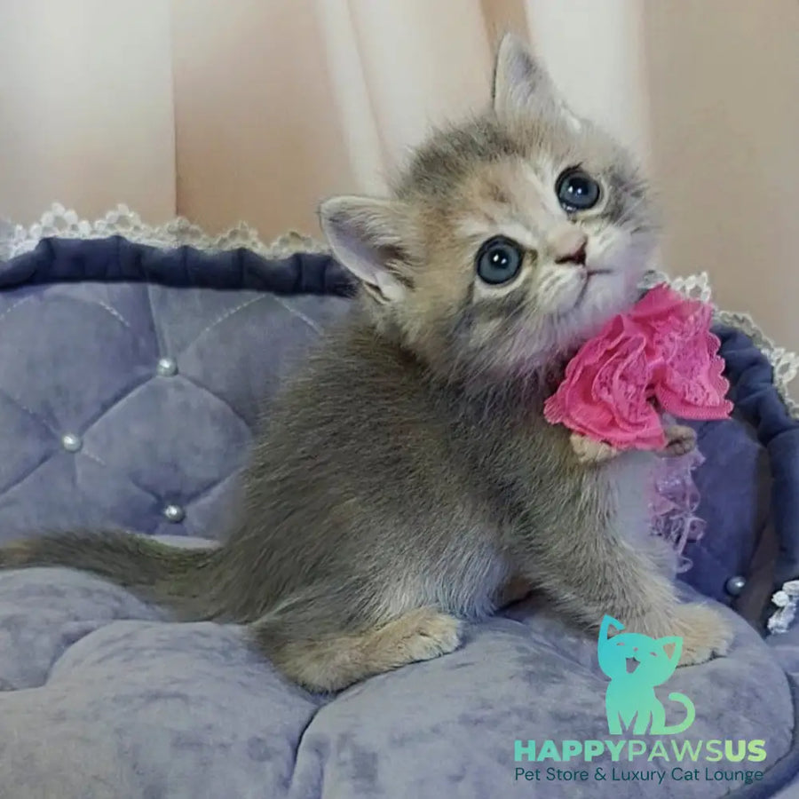 Tyra British Shorthair female blue tortie - live animals