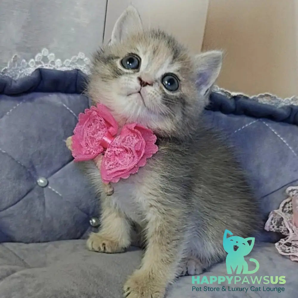 Tyra British Shorthair female blue tortie - live animals