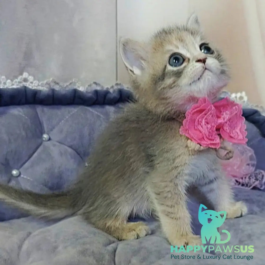 Tyra British Shorthair female blue tortie - live animals