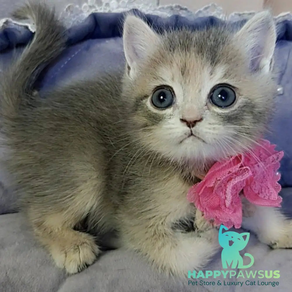 Tyra British Shorthair female blue tortie - live animals