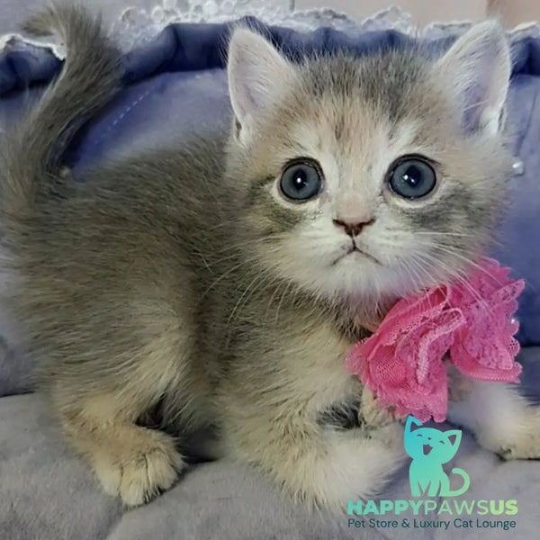Tyra British Shorthair female blue tortie - live animals