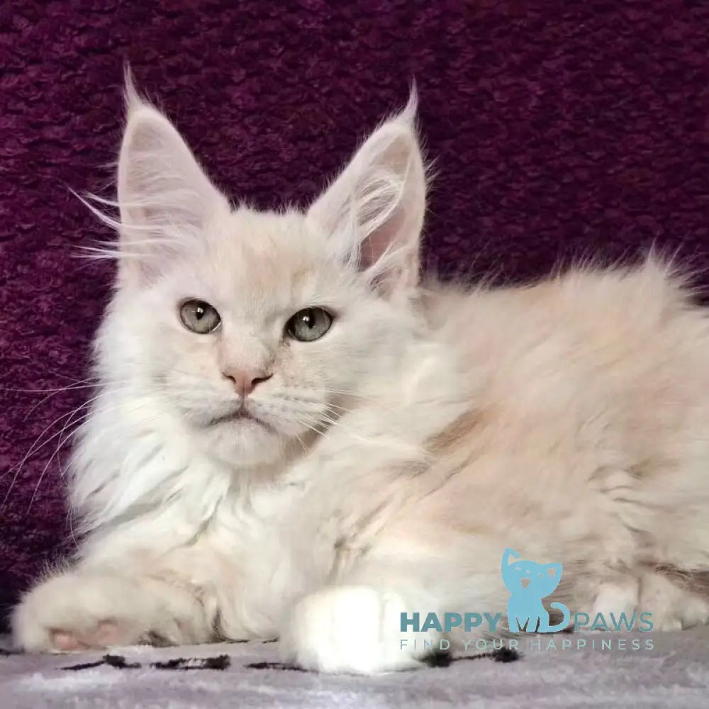 Tyson Maine Coon male red silver live animals