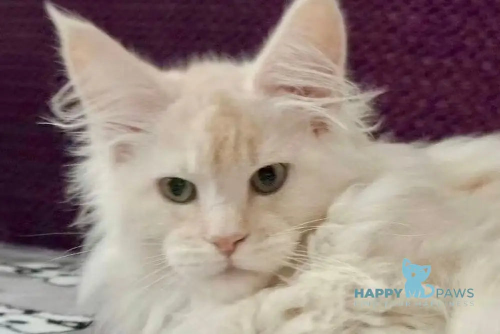 Tyson Maine Coon male red silver live animals