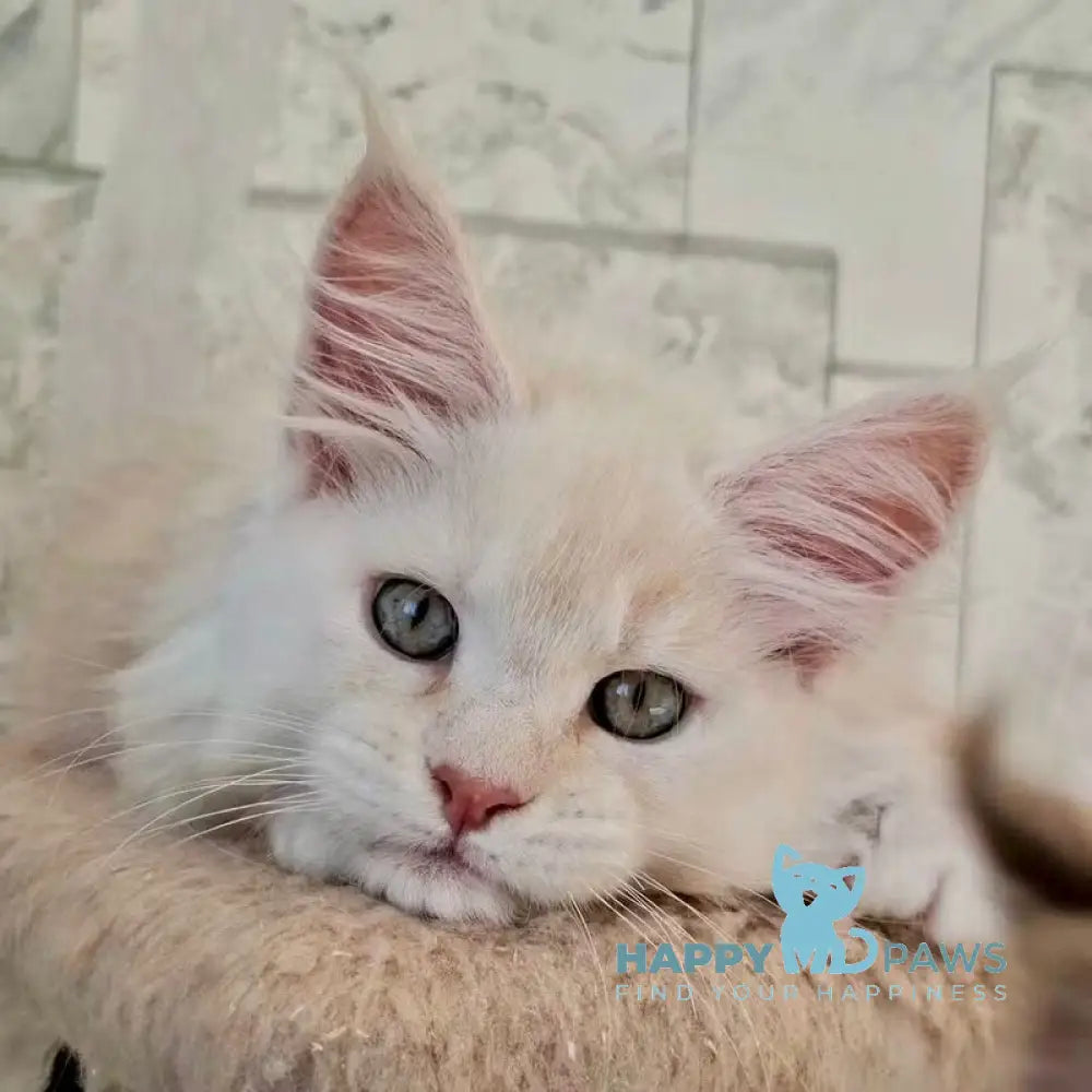 Tyson Maine Coon male red silver live animals