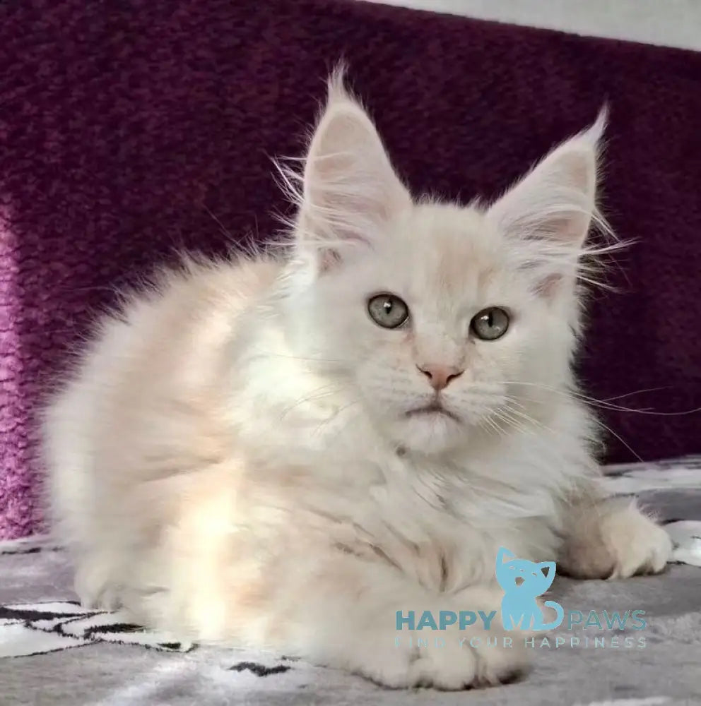 Tyson Maine Coon male red silver live animals