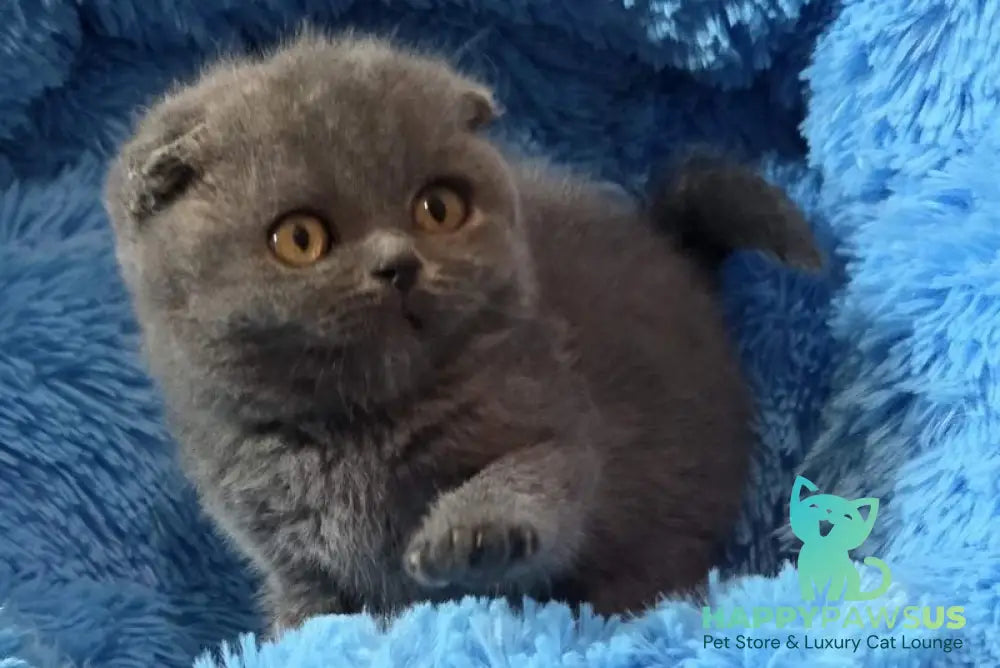 Tyson Scottish Fold male blue - live animals