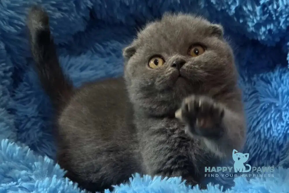 Tyson Scottish Fold male blue - live animals
