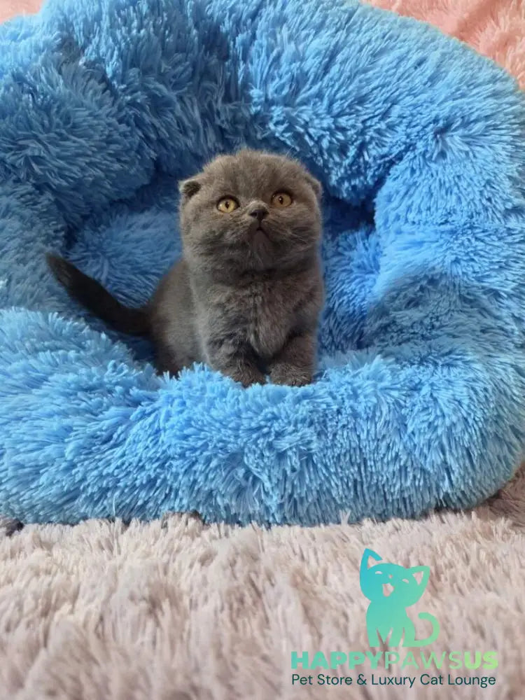 Tyson Scottish Fold male blue - live animals