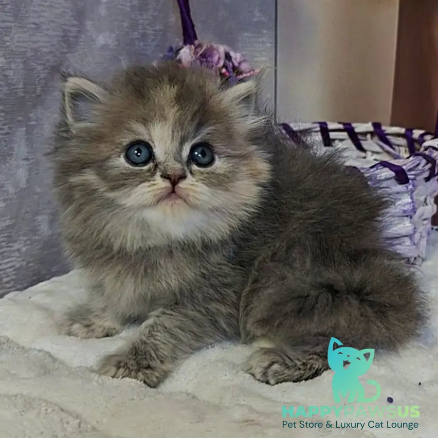 Udacha British Longhair female blue tortie - live animals
