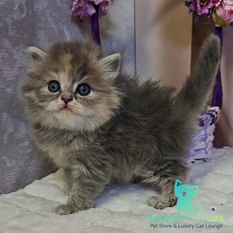 Udacha British Longhair female blue tortie - live animals