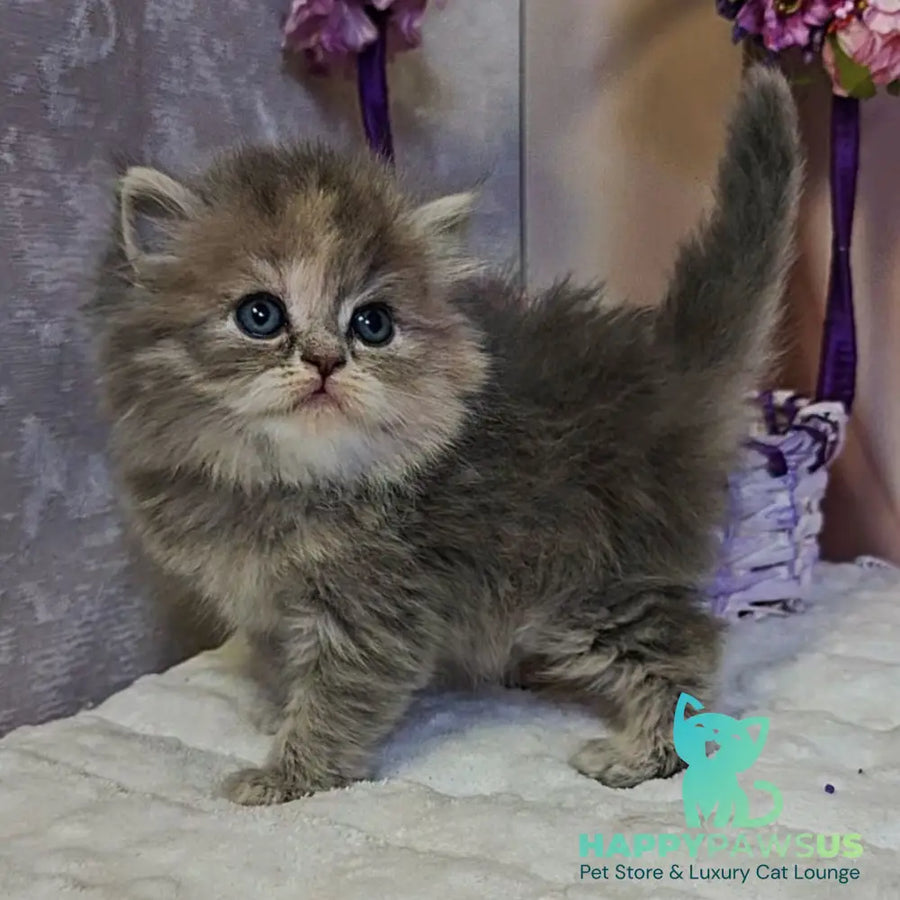 Udacha British Longhair female blue tortie - live animals