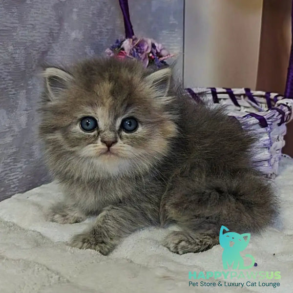 Udacha British Longhair female blue tortie - live animals