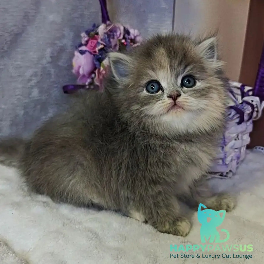 Udacha British Longhair female blue tortie - live animals
