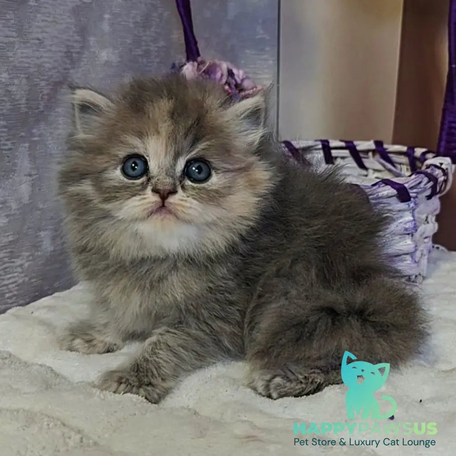 Udacha British Longhair female blue tortie - live animals