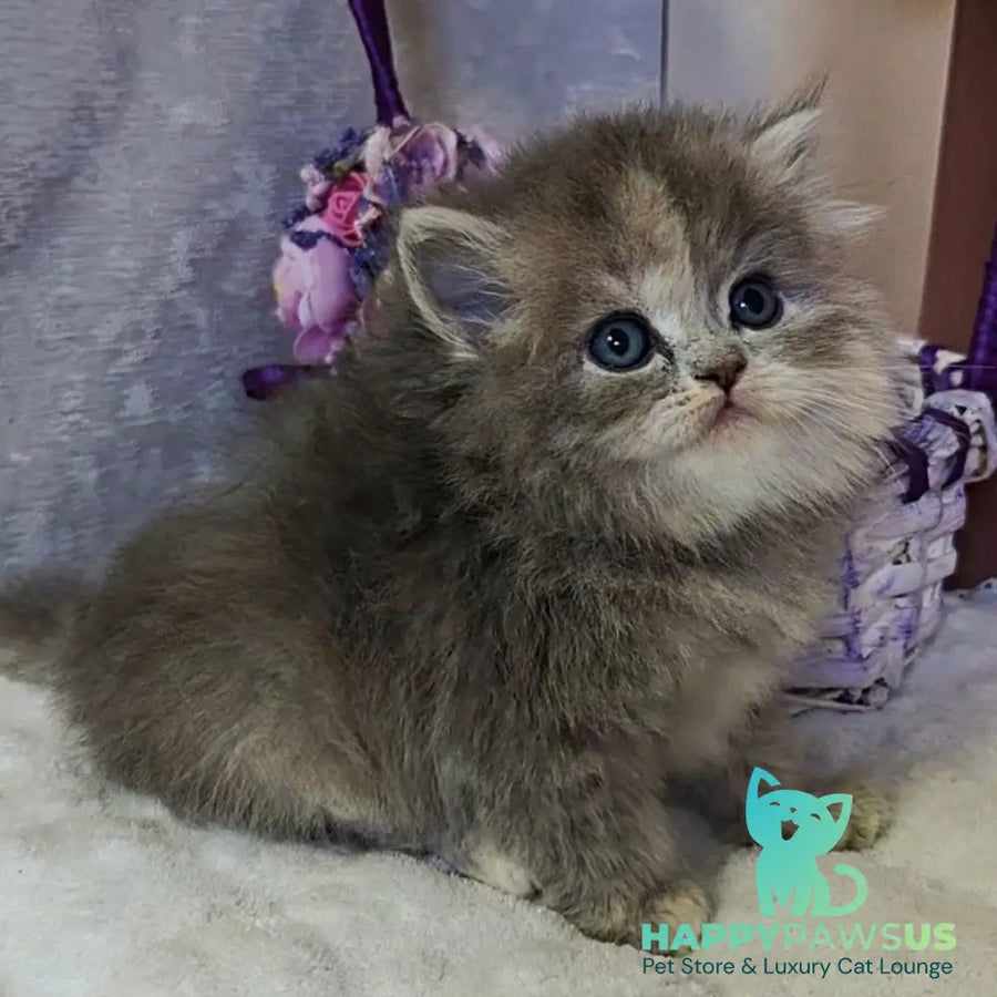Udacha British Longhair female blue tortie - live animals
