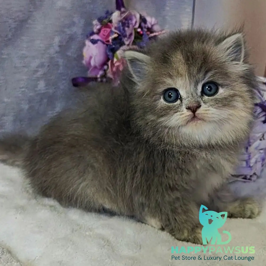 Udacha British Longhair female blue tortie - live animals