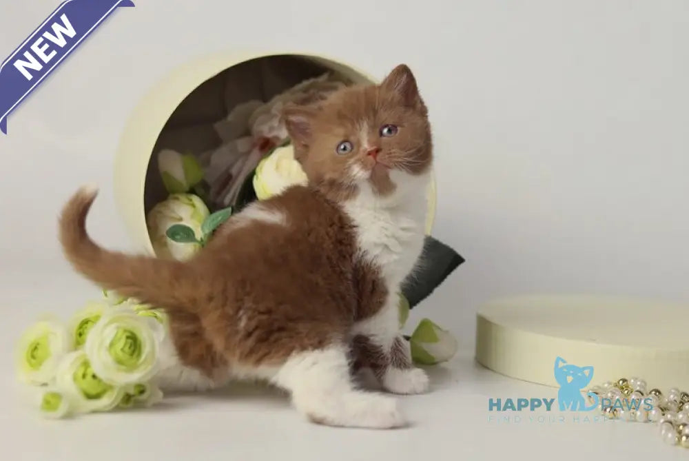 Udacha British Shorthair female cinnamon bicolour live animals