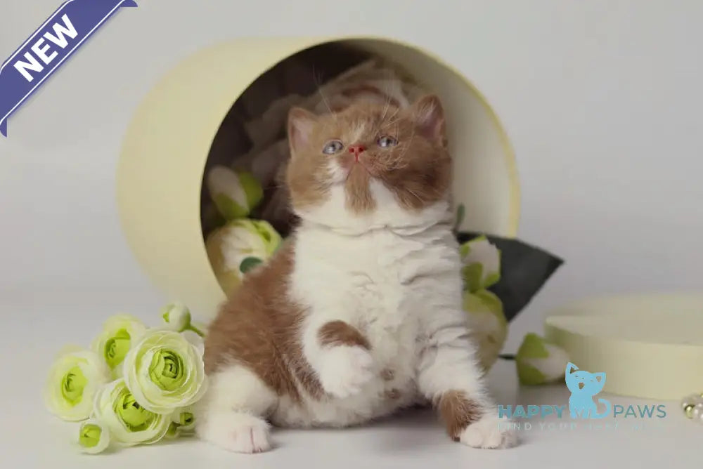 Udacha British Shorthair female cinnamon bicolour live animals