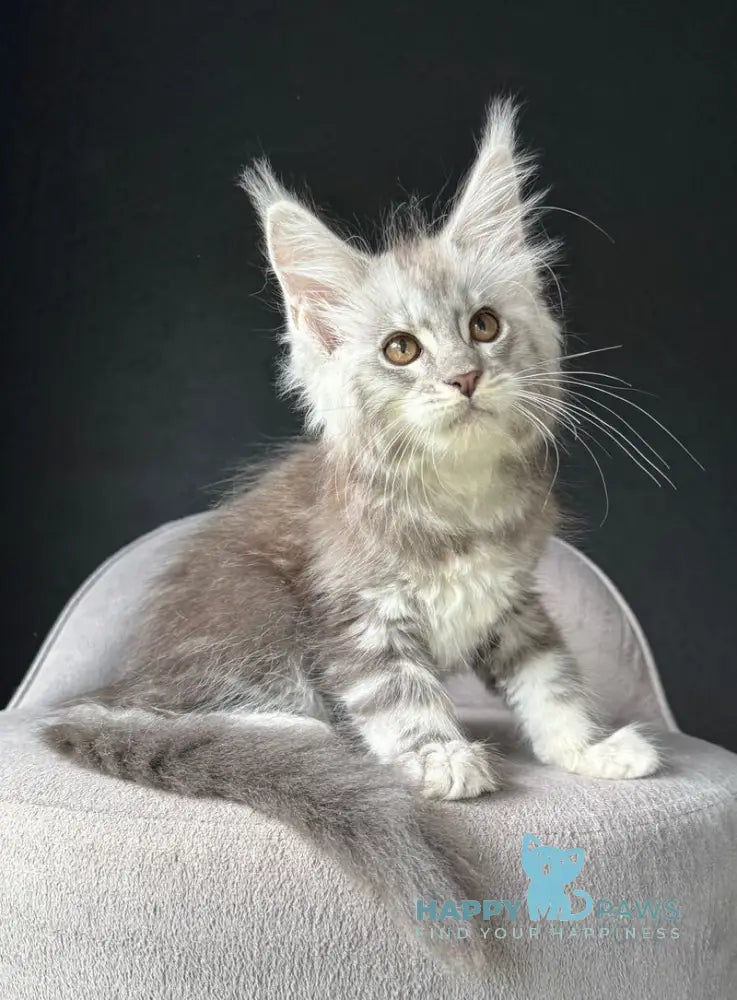 Udacha Maine Coon female blue silver spotted tabby live animals