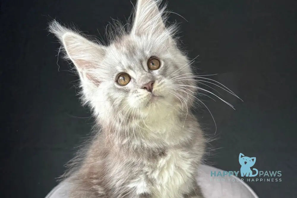 Udacha Maine Coon female blue silver spotted tabby live animals
