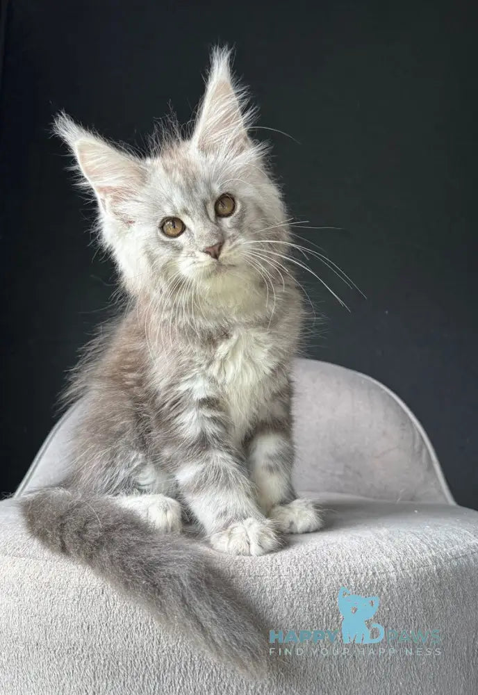 Udacha Maine Coon female blue silver spotted tabby live animals
