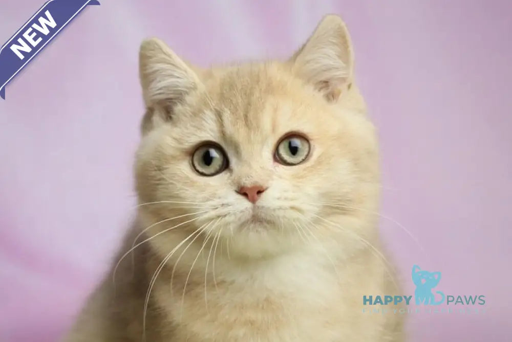 Udgin British Shorthair male lilac golden shaded live animals