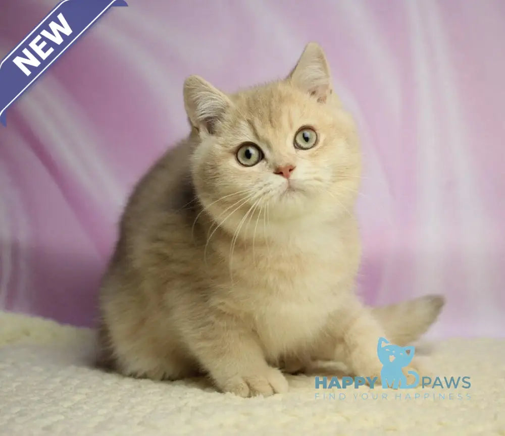 Udgin British Shorthair male lilac golden shaded live animals