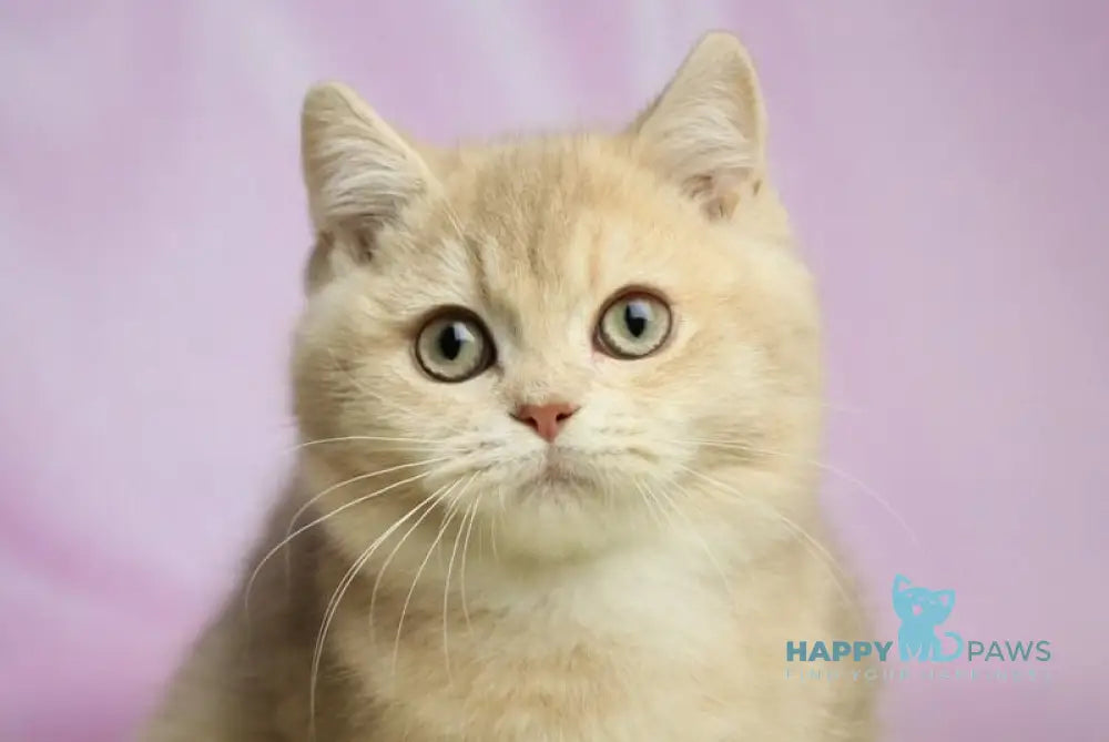 Udgin British Shorthair male lilac golden shaded live animals